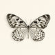 "Butterfly V Bw Crop" Art Block Framed Canvas, 30"x30"