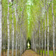 "Into the Woods, One" Canvas, 45"x45"