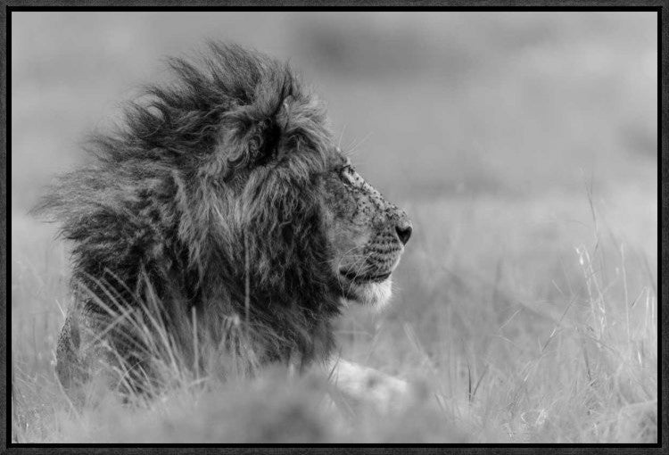 "The King Is Alone" Framed Canvas Giclee by Massimo Mei, 23x16"