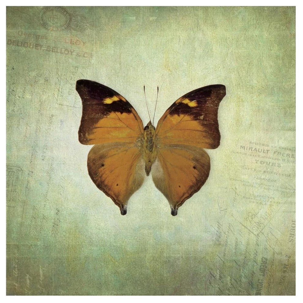 "French Butterfly VII" Digital Paper Print by Debra Van Swearingen, 26"x26"