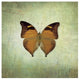 "French Butterfly VII" Digital Paper Print by Debra Van Swearingen, 26"x26"