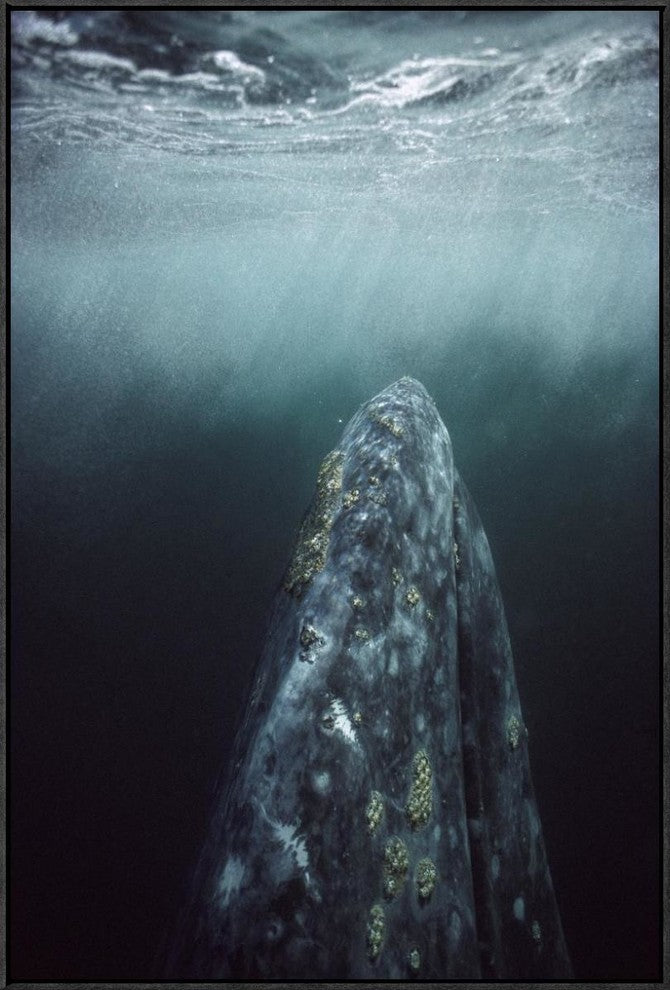 Gray Whale In Breeding Lagoon, Magdalena Bay, Baja California, Mexico, 24"x36"