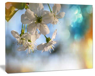 White Blossoming Cherry Tree, Floral Canvas Art Print, 20"x12"