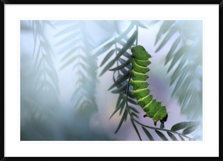 "Eating Machine" Framed Digital Print by Jimmy Hoffman, 44x32"