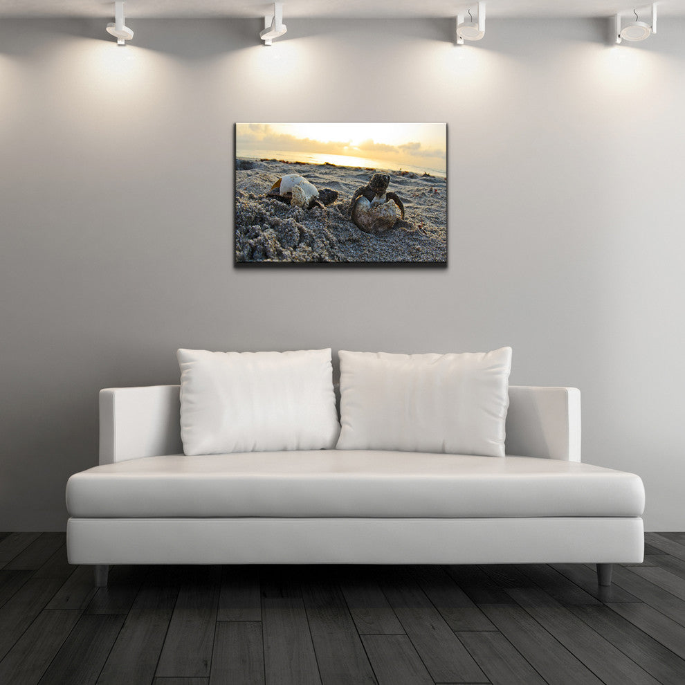 Ready2hangart Christopher Doherty Photography 'Turtle' Canvas Wall Art