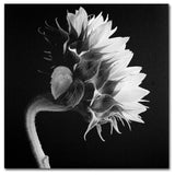 'Sunflower' Canvas Art by Michael Harrison