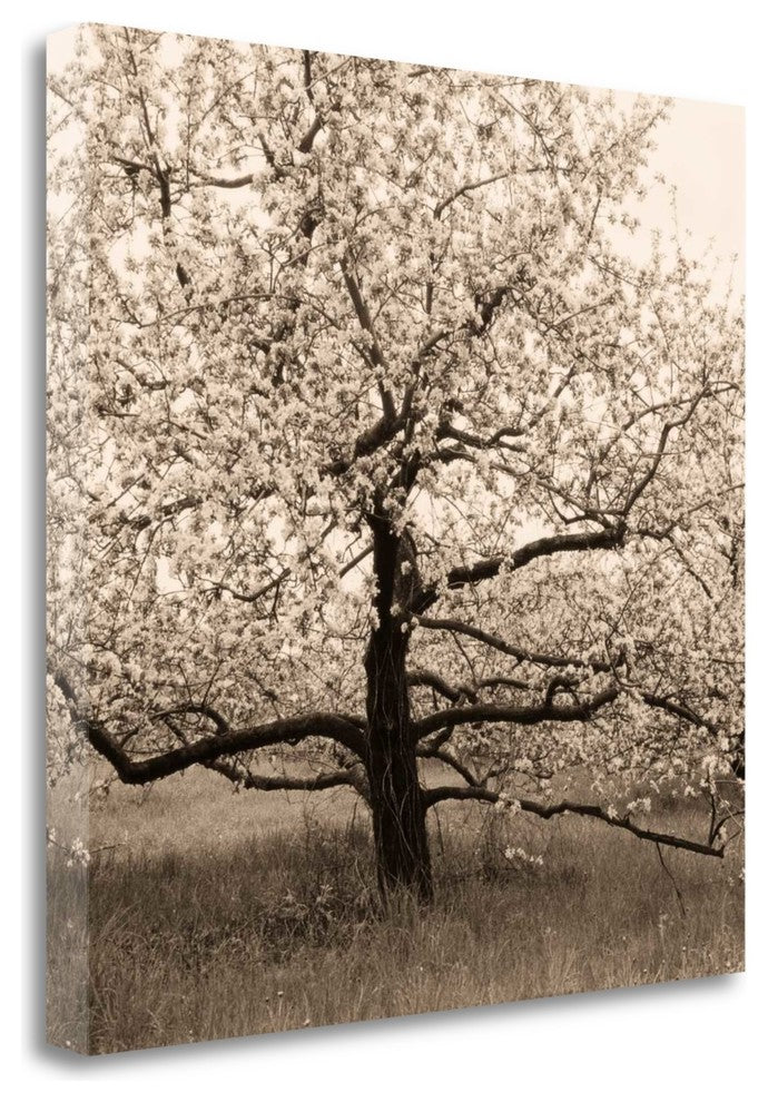 "Apple Tree In Bloom" By Christine Triebert, Giclee Print on Gallery Wrap Canvas