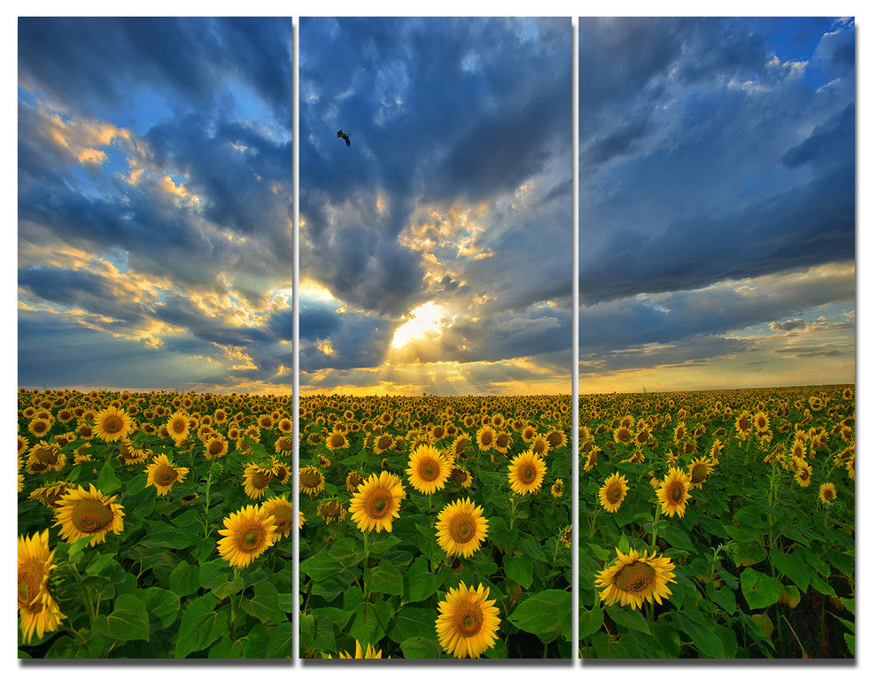 Beauty Sunset over Sunflowers, Landscape Triptych Canvas Print, 36x28, 3 Panels