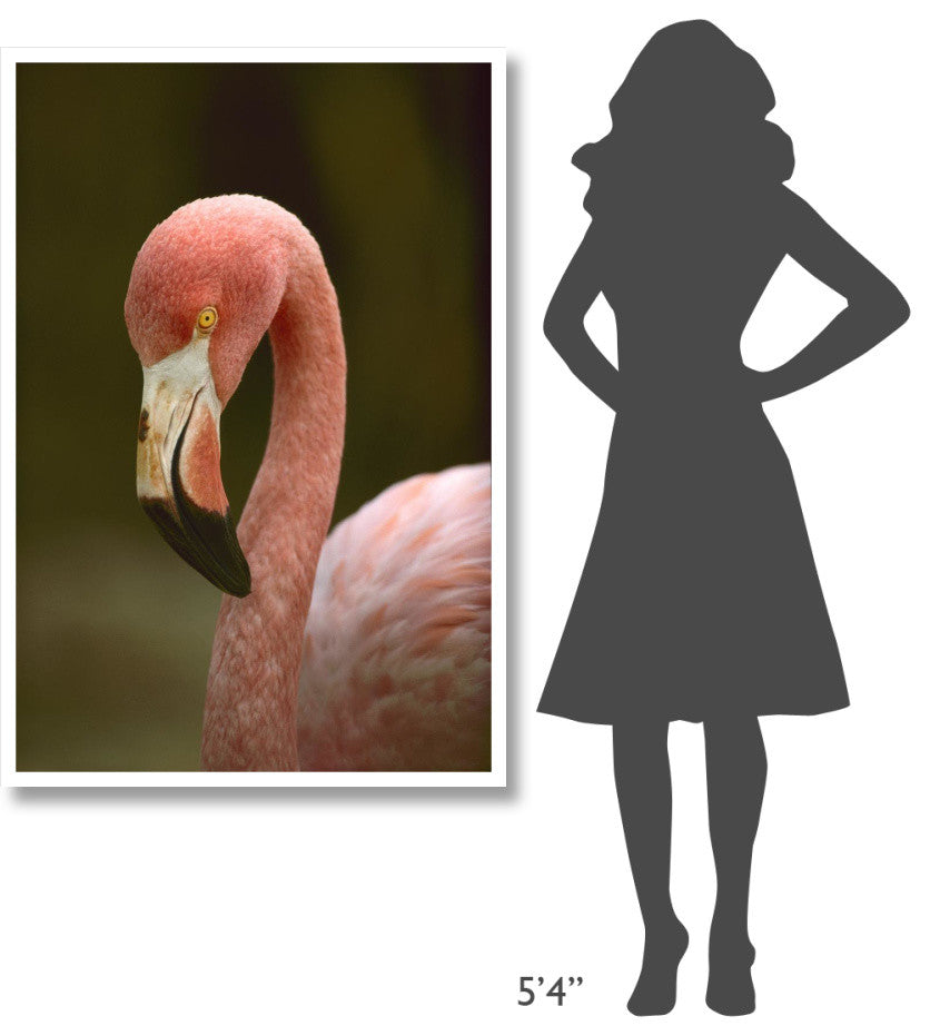 "Greater Flamingo, Caribbean" Digital Paper Print by Tim Fitzharris, 34"x50"