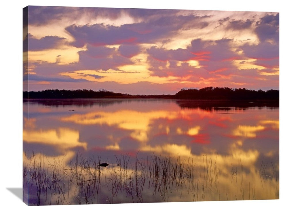 "American Alligator At Sunrise, Everglades National Park, Florida" Artwork