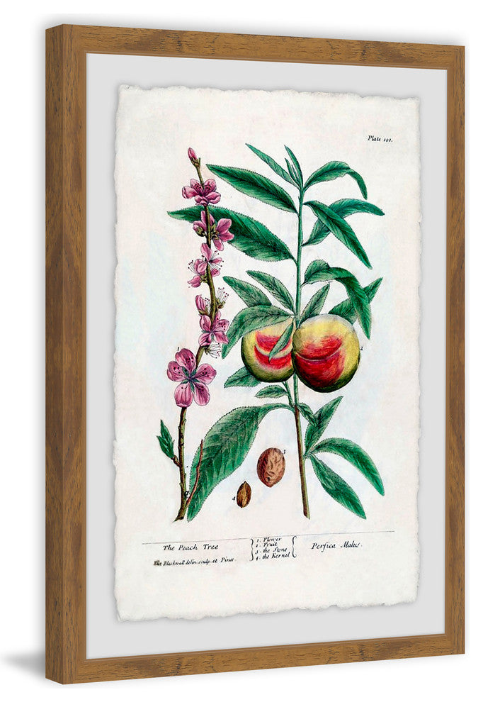 "Fruit Persica" Framed Painting Print, 16"x24"