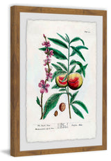 "Fruit Persica" Framed Painting Print, 16"x24"