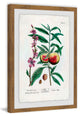 "Fruit Persica" Framed Painting Print, 16"x24"