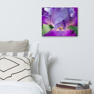 Glowing Iris Floral Nature Photography Canvas Wall Art Print, 16" X 20"