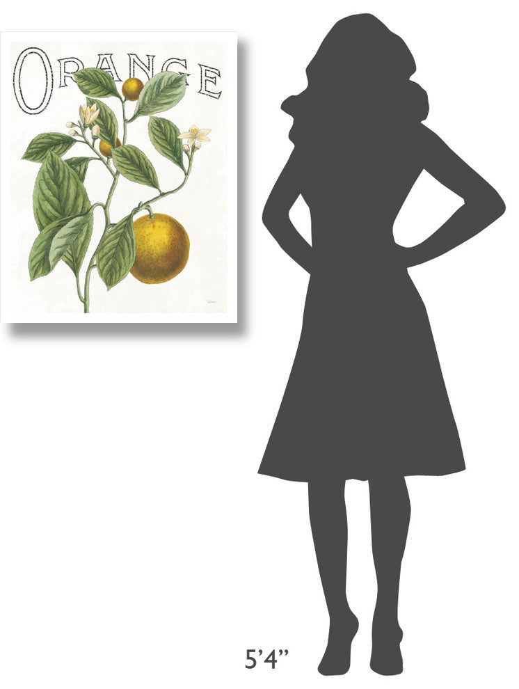 "Classic Citrus VI" Digital Paper Print by Sue Schlabach, 24"x30"