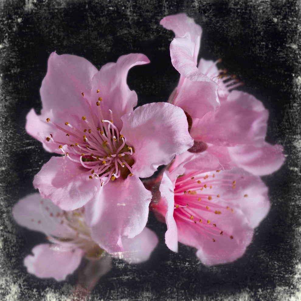 "Plam Pink Blossoms" Painting Print on Canvas by Aryai
