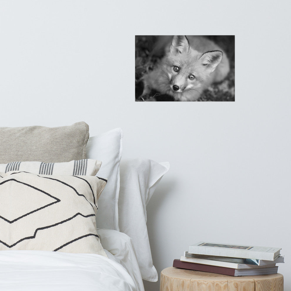 Young Red Fox Face Black & White Animal Wildlife Photograph Loose Wall Art Print, 12" X 18"