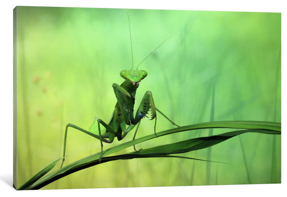 "Hi There!" by Jimmy Hoffman, 26x18x1.5