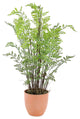 Potted Fern Plant, 3-Piece Set