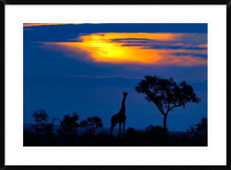 "A Giraffe At Sunset" Framed Digital Print by Mario Moreno, 38"x28"