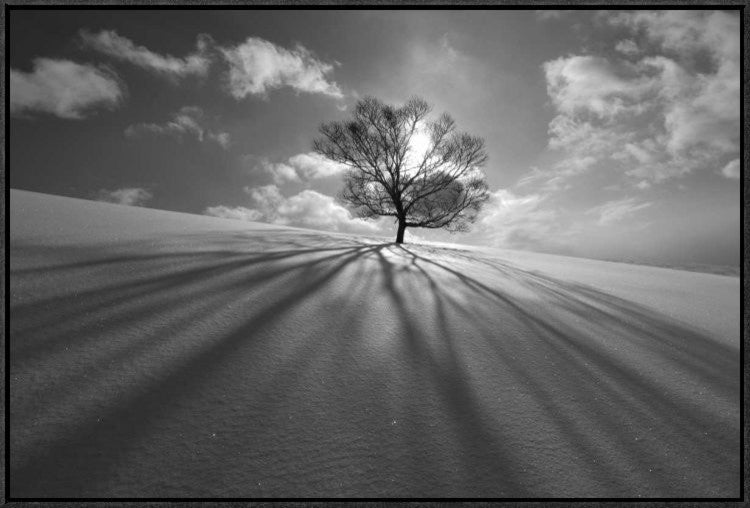 "Tree Shadow" Framed Canvas Giclee by Kengo Shibutani, 31x21"