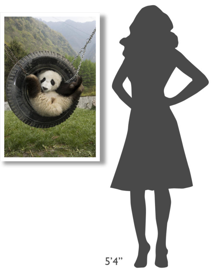 "Giant Panda cub playing in swing, Wolong Nature Reserve" Paper Art, 26"x38"