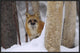 Red Fox Looking Out From Behind Trees In A Snowy Forest, Montana, 30"x20"