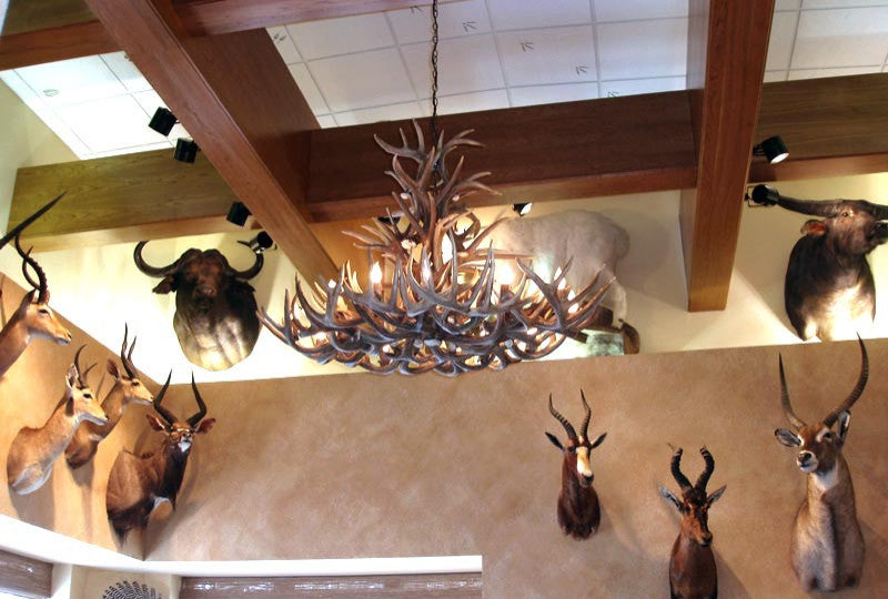 Whitetail Deer Royal Crown Oval Antler Chandelier Light, Extra Large, No Shades