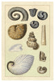 "Shells: Ammonacea" Digital Paper Print by G.B. Sowerby, 14"x20"