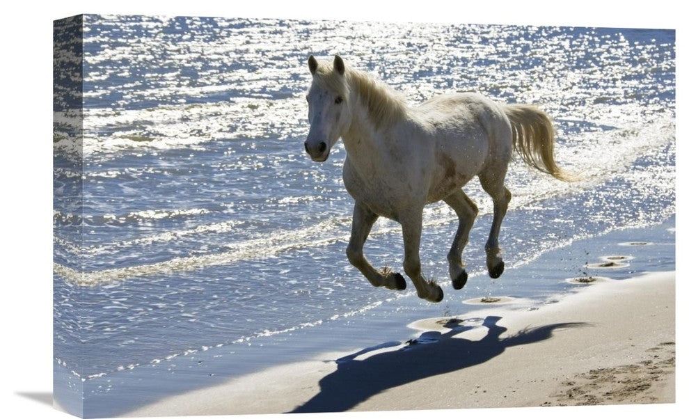 "Camargue Horse Running On The Beach, Camargue, France" Artwork, 18" x 12"