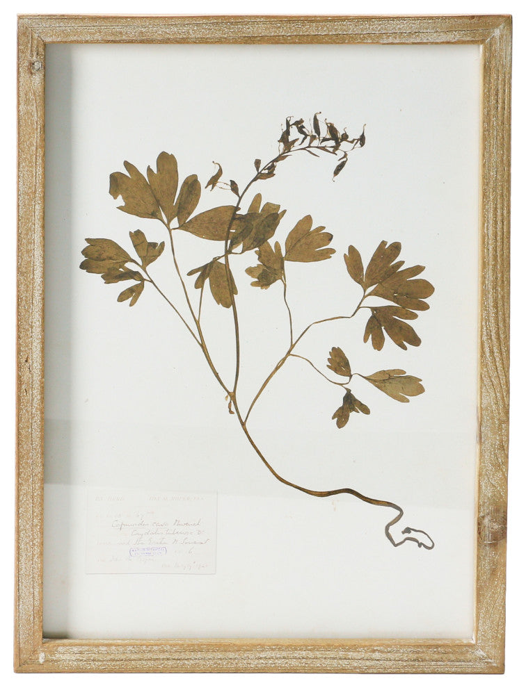 Wood Framed Wall Decor with Botanicals, 6 Styles