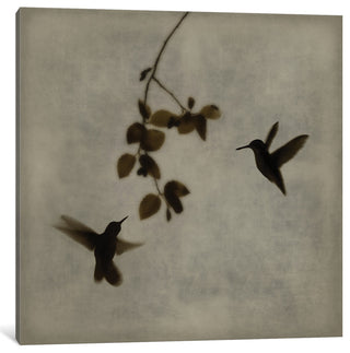 "Dance In Flight II" by Chris Donovan, Canvas Print, 37"x37"