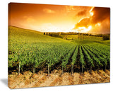 "Sunset Vineyard Panorama" Wall Art Landscape, 40"x30"