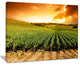 "Sunset Vineyard Panorama" Wall Art Landscape, 40"x30"