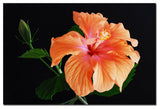 'Peach Hibiscus on Black' Canvas Art by Kurt Shaffer