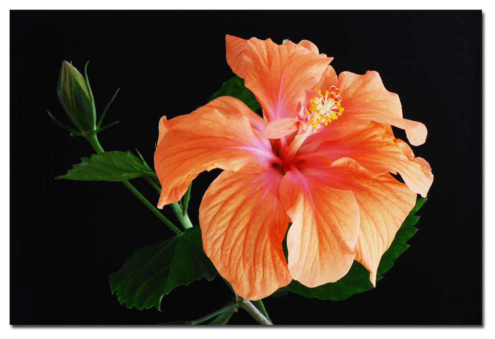 'Peach Hibiscus on Black' Canvas Art by Kurt Shaffer