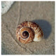 "Sand Surf Shell" Digital Paper Print by Sue Schlabach, 42"x42"