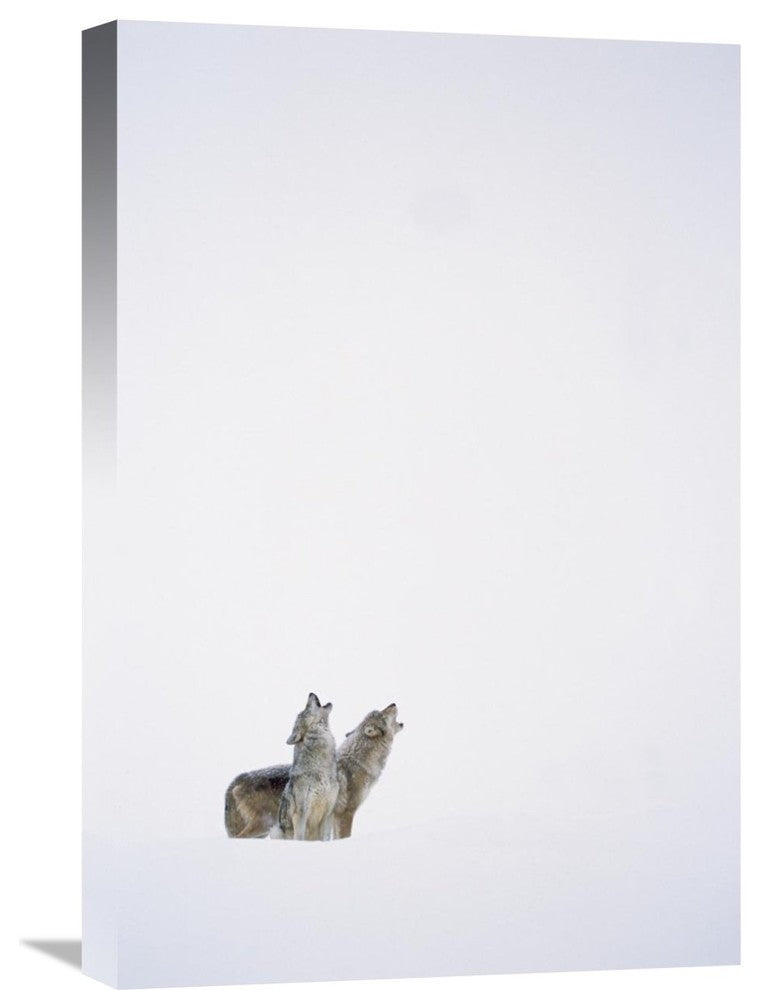 "Timber Wolf Pair Howling In Snow, North America" Artwork, 16" x 24"