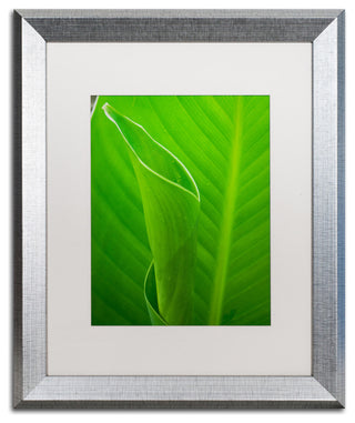 PIPA Fine Art 'Leaves Canna Lily' Matted Framed Art, 20x16