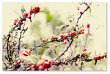 'Summer Melody' Canvas Art by Beata Czyzowska Young