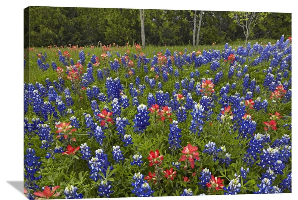 "Bluebonnet And Paintbrush Meadow, Cedar Hill State Park, Texas" Artwork