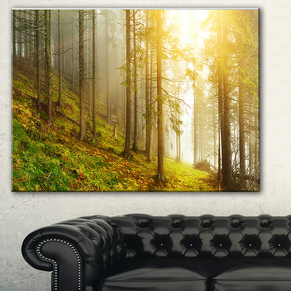 "Sun Finds its Way in Forest" Landscape Photo Canvas Print