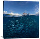 "Go Diving?" Stretched Canvas Giclee by Andrey Narchuk, 34x36"