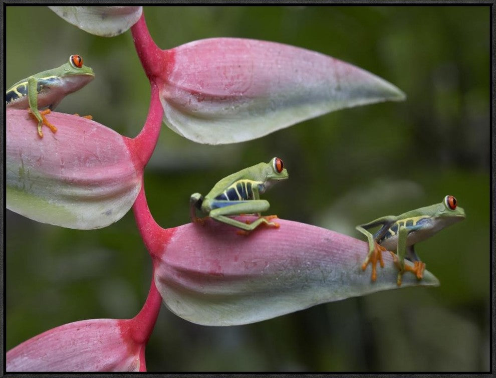 Red-Eyed Tree Frog Three Sitting On Heliconia, Costa Rica, 32"x24"