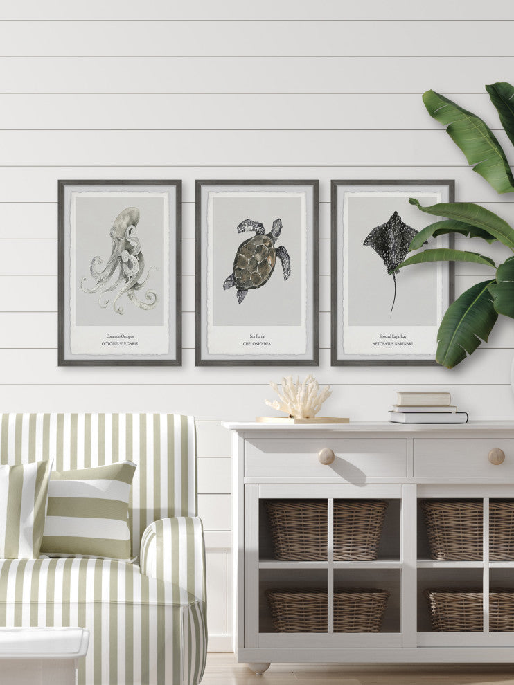 Aetobatus Narinari Triptych, 3-Piece Set, 8x12 Panels