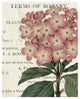 "Bicolor Phlox Botany" Digital Paper Print by Sue Schlabach, 30"x37"