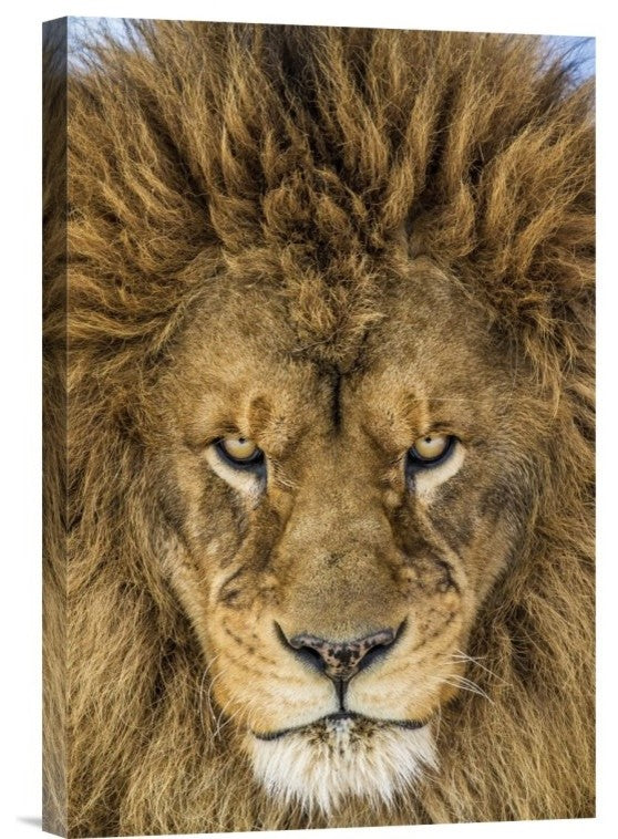 "Serious Lion" Stretched Canvas Giclee by Mike Centioli, 12x18"