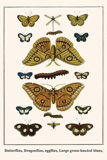 Butterflies, Dragonflies, Eggflies, Large Green - Banded Blues