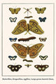 Butterflies, Dragonflies, Eggflies, Large Green - Banded Blues