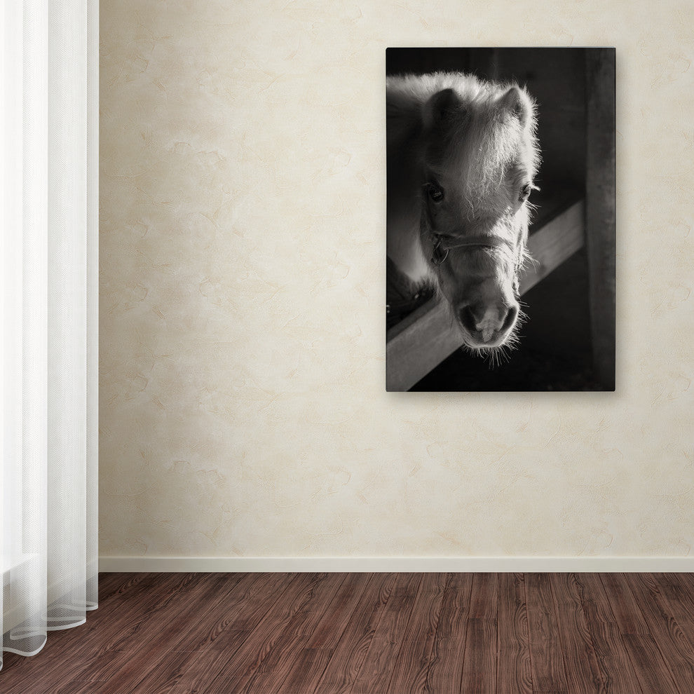 Thom Sivo 'Horse with Winter Coat' Canvas Art, 19x12